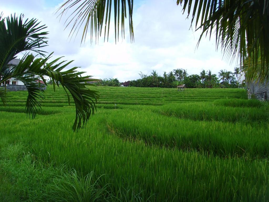 Jonsen Homestay Canggu Zewnętrze zdjęcie